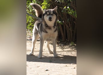 Bonnie - menschenbezogene und verschmuste Husky Hündin
