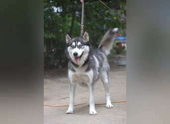 Bonnie - menschenbezogene und verschmuste Husky Hündin