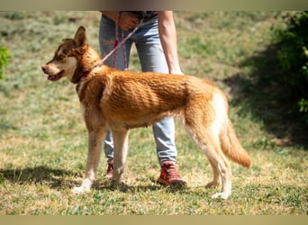 Rossa
