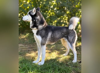 Maya - Aktive Husky-Dame sucht Menschen für gemeinsame Abenteuer