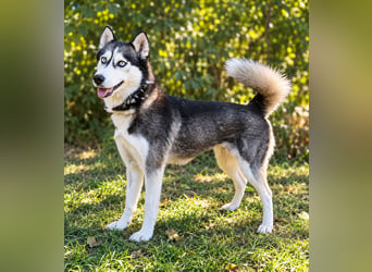 Maya - Aktive Husky-Dame sucht Menschen für gemeinsame Abenteuer