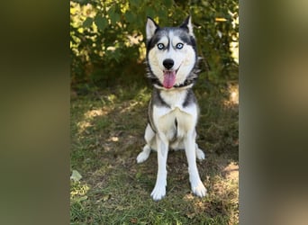 Maya - Aktive Husky-Dame sucht Menschen für gemeinsame Abenteuer