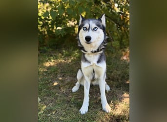 Maya - Aktive Husky-Dame sucht Menschen für gemeinsame Abenteuer