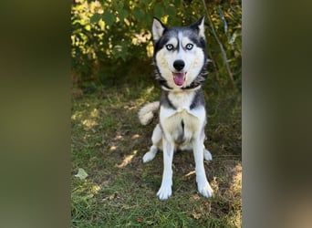Maya - Aktive Husky-Dame sucht Menschen für gemeinsame Abenteuer