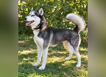 Maya - Aktive Husky-Dame sucht Menschen für gemeinsame Abenteuer