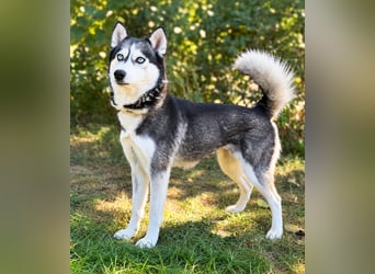 Maya - Aktive Husky-Dame sucht Menschen für gemeinsame Abenteuer