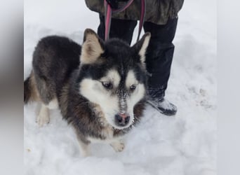 Gwyn - freundlicher Huskymix