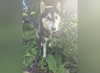 Gwyn - freundlicher Huskymix