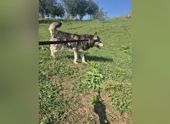 Gwyn - freundlicher Huskymix