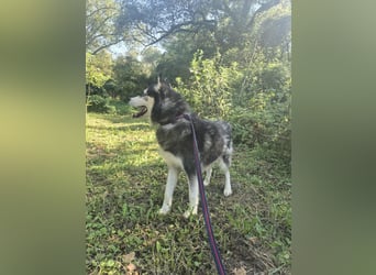 Gwyn - freundlicher Huskymix