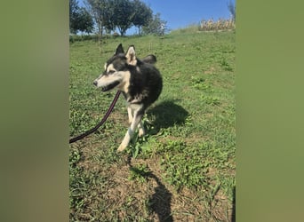 Gwyn - freundlicher Huskymix