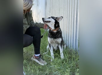 Desire - Wunderschöne freundliche Husky-Mix Hündin sucht ihr Happy End