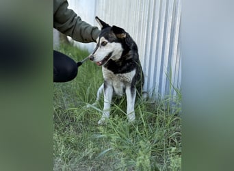 Desire - Wunderschöne freundliche Husky-Mix Hündin sucht ihr Happy End