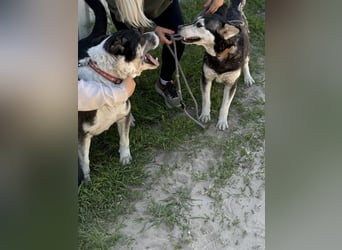 Desire - Wunderschöne freundliche Husky-Mix Hündin sucht ihr Happy End