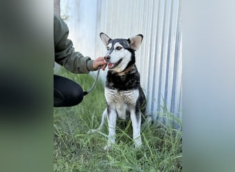 Desire - Wunderschöne freundliche Husky-Mix Hündin sucht ihr Happy End