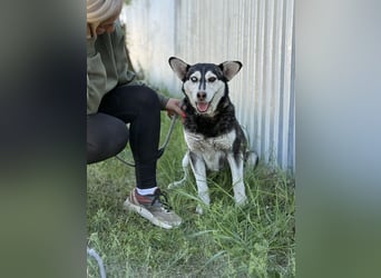 Desire - Wunderschöne freundliche Husky-Mix Hündin sucht ihr Happy End
