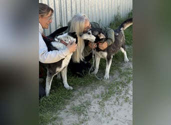 Desire - Wunderschöne freundliche Husky-Mix Hündin sucht ihr Happy End