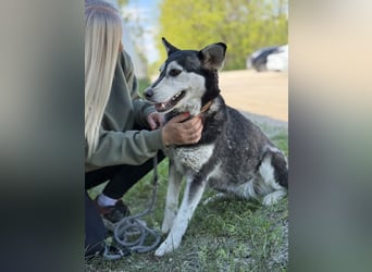 Desire - Wunderschöne freundliche Husky-Mix Hündin sucht ihr Happy End