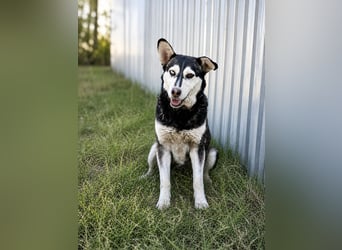 Desire - Wunderschöne freundliche Husky-Mix Hündin sucht ihr Happy End