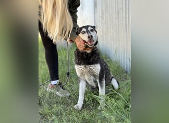 Desire - Wunderschöne freundliche Husky-Mix Hündin sucht ihr Happy End