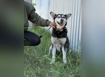 Desire - Wunderschöne freundliche Husky-Mix Hündin sucht ihr Happy End