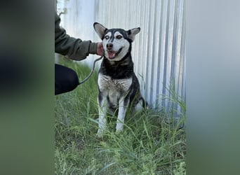 Desire - Wunderschöne freundliche Husky-Mix Hündin sucht ihr Happy End