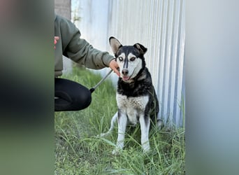 Desire - Wunderschöne freundliche Husky-Mix Hündin sucht ihr Happy End