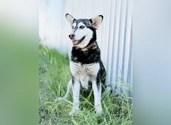 Desire - Wunderschöne freundliche Husky-Mix Hündin sucht ihr Happy End