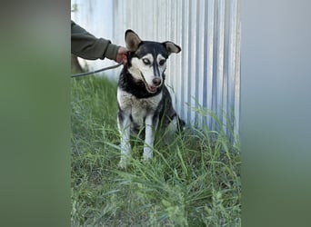 Desire - Wunderschöne freundliche Husky-Mix Hündin sucht ihr Happy End