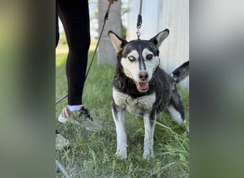 Desire - Wunderschöne freundliche Husky-Mix Hündin sucht ihr Happy End