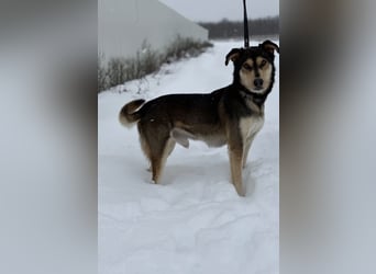 Sumac – besonderer Rüde sucht hundeerfahrene Menschen 