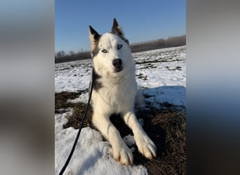Skadi PP - Husky-Mädchen sucht ihren sicheren Hafen