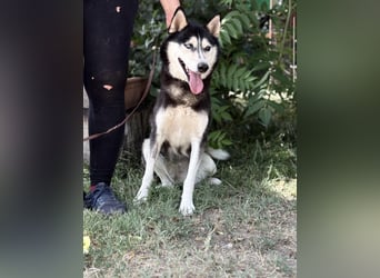Meira-KK – sportliche Husky-Mix-Schönheit sucht aktive Abenteurer 