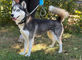 Maya – eine lebensfrohe Husky-Dame sucht ihr Für-immer-Zuhause