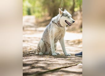 Shrei – ein hübscher Husky-Rüde sucht sein passendes Rudel