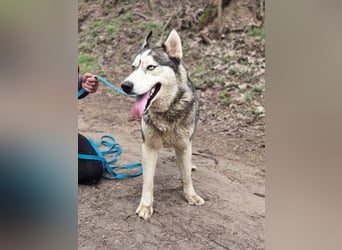 Mylo BE – intelligenter Husky-Mix mit Entwicklungspotenzial 