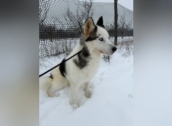 Skadi PP - Husky-Mädchen sucht ihren sicheren Hafen