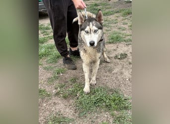 Mylo BE – intelligenter Husky-Mix mit Entwicklungspotenzial 