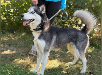 Maya – eine lebensfrohe Husky-Dame sucht ihr Für-immer-Zuhause