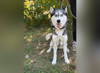 Maya – eine lebensfrohe Husky-Dame sucht ihr Für-immer-Zuhause