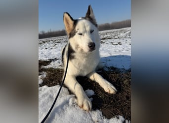 Skadi PP - Husky-Mädchen sucht ihren sicheren Hafen