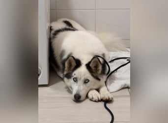 Skadi PP - Husky-Mädchen sucht ihren sicheren Hafen