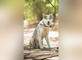 Shrei – ein hübscher Husky-Rüde sucht sein passendes Rudel