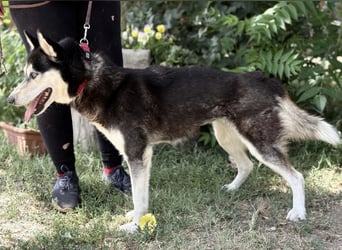 Meira-KK – sportliche Husky-Mix-Schönheit sucht aktive Abenteurer 