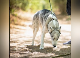 Shrei – ein hübscher Husky-Rüde sucht sein passendes Rudel