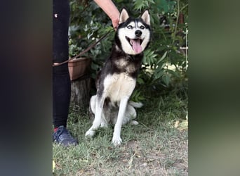 Meira-KK – sportliche Husky-Mix-Schönheit sucht aktive Abenteurer 
