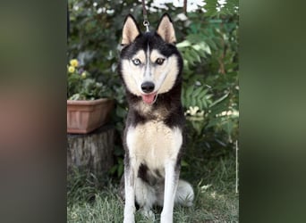 Meira-KK – sportliche Husky-Mix-Schönheit sucht aktive Abenteurer 