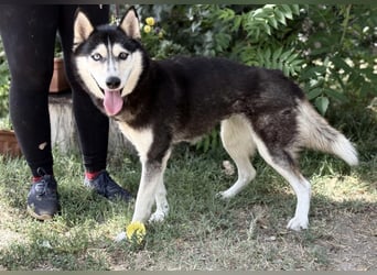 Meira-KK – sportliche Husky-Mix-Schönheit sucht aktive Abenteurer 