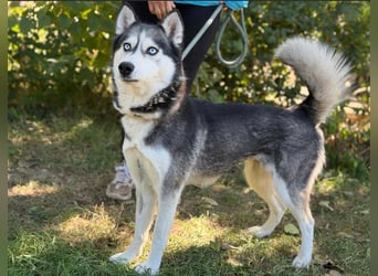 Maya – eine lebensfrohe Husky-Dame sucht ihr Für-immer-Zuhause