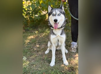 Maya – eine lebensfrohe Husky-Dame sucht ihr Für-immer-Zuhause